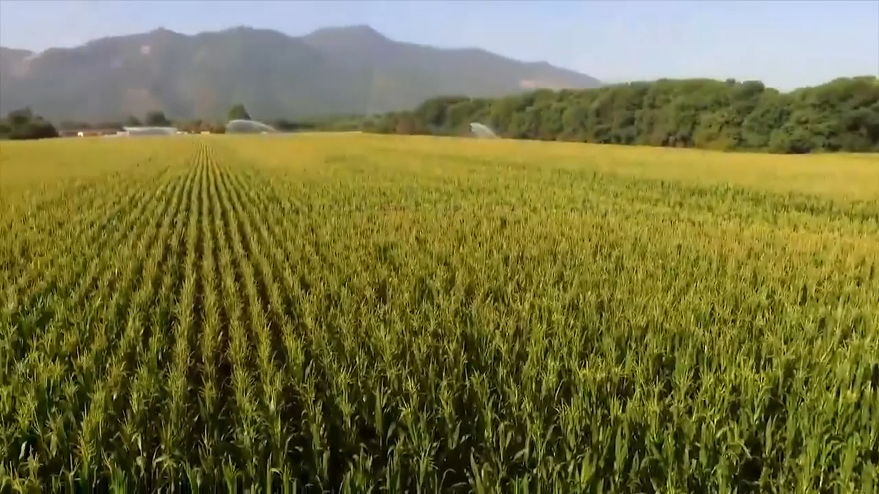 Video-Marzo-2019-Graziano2